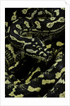 Morelia spilota cheynei (jungle carpet python) by Anonymous