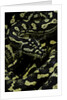 Morelia spilota cheynei (jungle carpet python) by Anonymous