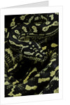 Morelia spilota cheynei (jungle carpet python) by Anonymous