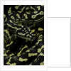 Morelia spilota cheynei (jungle carpet python) by Anonymous