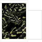 Morelia spilota cheynei (jungle carpet python) by Anonymous