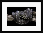 Morelia spilota spilota (diamand python) by Anonymous