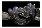 Morelia spilota spilota (diamand python) by Anonymous