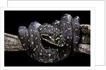 Morelia spilota spilota (diamand python) by Anonymous