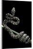Morelia spilota variegata (North-western carpet python) by Anonymous