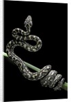 Morelia spilota variegata (North-western carpet python) by Anonymous
