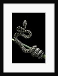 Morelia spilota variegata (North-western carpet python) by Anonymous