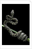 Morelia spilota variegata (North-western carpet python) by Anonymous