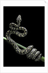 Morelia spilota variegata (North-western carpet python) by Anonymous