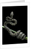 Morelia spilota variegata (North-western carpet python) by Anonymous