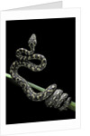 Morelia spilota variegata (North-western carpet python) by Anonymous
