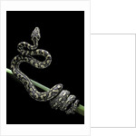 Morelia spilota variegata (North-western carpet python) by Anonymous