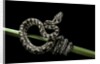 Morelia spilota variegata (North-western carpet python) by Anonymous