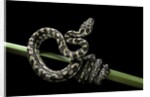 Morelia spilota variegata (North-western carpet python) by Anonymous