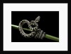 Morelia spilota variegata (North-western carpet python) by Anonymous