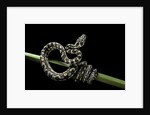 Morelia spilota variegata (North-western carpet python) by Anonymous
