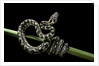 Morelia spilota variegata (North-western carpet python) by Anonymous