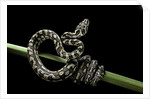 Morelia spilota variegata (North-western carpet python) by Anonymous