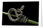 Morelia spilota variegata (North-western carpet python) by Anonymous
