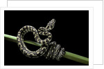 Morelia spilota variegata (North-western carpet python) by Anonymous