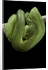 Morelia viridis (green tree python) by Anonymous