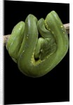 Morelia viridis (green tree python) by Anonymous