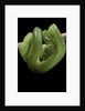 Morelia viridis (green tree python) by Anonymous