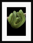 Morelia viridis (green tree python) by Anonymous