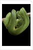 Morelia viridis (green tree python) by Anonymous