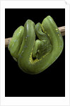 Morelia viridis (green tree python) by Anonymous