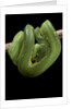 Morelia viridis (green tree python) by Anonymous