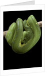 Morelia viridis (green tree python) by Anonymous