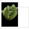 Morelia viridis (green tree python) by Anonymous