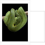Morelia viridis (green tree python) by Anonymous