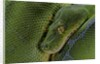 Morelia viridis (green tree python) by Anonymous
