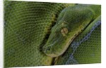 Morelia viridis (green tree python) by Anonymous