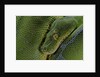 Morelia viridis (green tree python) by Anonymous