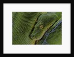 Morelia viridis (green tree python) by Anonymous