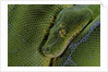 Morelia viridis (green tree python) by Anonymous