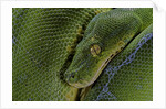 Morelia viridis (green tree python) by Anonymous