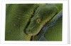 Morelia viridis (green tree python) by Anonymous