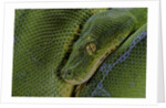 Morelia viridis (green tree python) by Anonymous