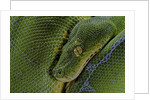 Morelia viridis (green tree python) by Anonymous