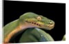 Morelia viridis (green tree python) by Anonymous