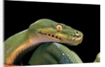 Morelia viridis (green tree python) by Anonymous