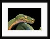 Morelia viridis (green tree python) by Anonymous
