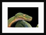Morelia viridis (green tree python) by Anonymous