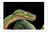 Morelia viridis (green tree python) by Anonymous