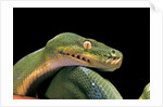 Morelia viridis (green tree python) by Anonymous