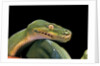 Morelia viridis (green tree python) by Anonymous